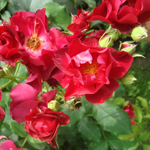 Rosa  Anna Mège - czerwony  - róże rabatowe floribunda
